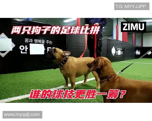 狗狗在足球场上的疯狂表现竟然导致足球被咬烂的趣味故事